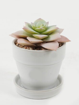 Artificial succulent 11*11*13cm Artificial succulent in ceramic pot GS-51722105 Succulent 3,000+ sqm showroom with thousands of artificial flowers, plants & trees ready for global sourcing.