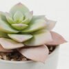 Artificial succulent in ceramic pot GS-51722106_4 Artificial succulent 11*11*12cm Artificial succulent in ceramic pot GS-51722106 Succulent YeahFlower is one of Chinese leading OEM manufacturers and exporters , supplying the silk flowers, wholesale artificial trees