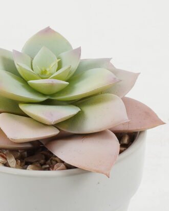 Artificial succulent 11*11*12cm Artificial succulent in ceramic pot GS-51722106 Succulent YeahFlower is one of Chinese leading OEM manufacturers and exporters , supplying the silk flowers, wholesale artificial trees