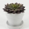 Artificial succulent 11*11*11cm Artificial succulent in ceramic pot GS-51722107 Succulent YeahFlower is one of Chinese leading OEM manufacturers and exporters , supplying the silk flowers, wholesale artificial trees