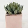 Artificial succulent 9*9*11cm Artificial succulent in ceramic pot GS-51722110 Succulent YeahFlower is one of Chinese leading OEM manufacturers and exporters , supplying the silk flowers, wholesale artificial trees