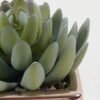 Artificial succulent 9*9*11cm Artificial succulent in ceramic pot GS-51722110 Succulent YeahFlower is one of Chinese leading OEM manufacturers and exporters , supplying the silk flowers, wholesale artificial trees