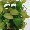 Artificial succulent in ceramic pot GS-51722111_4 Artificial succulent 19*19*28cm Artificial succulent in ceramic pot GS-51722111 Succulent YeahFlower is one of Chinese leading OEM manufacturers and exporters , supplying the silk flowers, wholesale artificial trees
