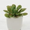 Artificial succulent in ceramic pot GS-51722113 Artificial succulent 8*8*7cm Artificial succulent in ceramic pot GS-51722113 Succulent YeahFlower is one of Chinese leading OEM manufacturers and exporters , supplying the silk flowers, wholesale artificial trees