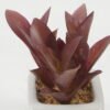 Artificial succulent 9*9*10cm Artificial succulent in ceramic pot GS-51722118 Succulent YeahFlower is one of Chinese leading OEM manufacturers and exporters , supplying the silk flowers, wholesale artificial trees