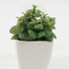 Artificial succulent 10*10*12cm Artificial succulent in ceramic pot GS-51722173 Succulent YeahFlower is one of Chinese leading OEM manufacturers and exporters , supplying the silk flowers, wholesale artificial trees