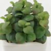 Artificial succulent 10*10*12cm Artificial succulent in ceramic pot GS-51722173 Succulent YeahFlower is one of Chinese leading OEM manufacturers and exporters , supplying the silk flowers, wholesale artificial trees