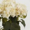 Artificial Flower 58cm Flower bush 7 GS-38022007-W1_2 Artificial Flower 58cm Flower bush *7 GS-38022007-W1 Flowers Bush YeahFlower is one of Chinese leading OEM manufacturers and exporters , supplying the silk flowers, wholesale artificial trees