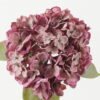 Artificial Flower 22*22*66cm Hydrangea single stem GS-44322002-R1 Single Flowers YeahFlower is one of Chinese leading OEM manufacturers and exporters , supplying the silk flowers, wholesale artificial trees