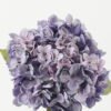 Artificial Flower 22*22*66cm Hydrangea single stem GS-44322002-Z1 Single Flowers YeahFlower is one of Chinese leading OEM manufacturers and exporters , supplying the silk flowers, wholesale artificial trees