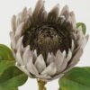 Artificial Flower Protea single stem GS-44322005-G1_6 Artificial Flower 22*22*66cm Protea single stem GS-44322005-G1 Single Flowers YeahFlower is one of Chinese leading OEM manufacturers and exporters , supplying the silk flowers, wholesale artificial trees