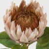 Artificial Flower 22*22*66cm Protea single stem GS-44322005-K1 Single Flowers YeahFlower is one of Chinese leading OEM manufacturers and exporters , supplying the silk flowers, wholesale artificial trees