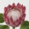 Artificial Flower 22*22*66cm Protea single stem GS-44322005-R1 Single Flowers YeahFlower is one of Chinese leading OEM manufacturers and exporters , supplying the silk flowers, wholesale artificial trees