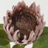 Artificial Flower Protea single stem GS-44322005_7 Artificial Flower 22*22*66cm Protea single stem GS-44322005 Single Flowers YeahFlower is one of Chinese leading OEM manufacturers and exporters , supplying the silk flowers, wholesale artificial trees