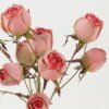 Artificial Flower Rose 2 bush GS-25822020-P2_6 Artificial Flower 25*25*57cm Rose *2 bush GS-25822020-P2 Bouquet YeahFlower is one of Chinese leading OEM manufacturers and exporters , supplying the silk flowers, wholesale artificial trees