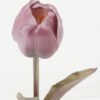 Artificial Flower 8*8*43cm Tulipa *5 single stem GS-44322009-Z2 Single Flowers YeahFlower is one of Chinese leading OEM manufacturers and exporters , supplying the silk flowers, wholesale artificial trees