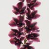 Artificial Flower 16*16*53cm Whelan *10 single stem GS-44322013-Z1 Single Flowers YeahFlower is one of Chinese leading OEM manufacturers and exporters , supplying the silk flowers, wholesale artificial trees