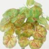 Artificial Plant 30*30*42cm Begonia *7 bush GS-29822037-G1 Banners&Garlands YeahFlower is one of Chinese leading OEM manufacturers and exporters , supplying the silk flowers, wholesale artificial trees