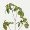 Artificial Plant 30*30*94cm Foliage single stem GS-51622010-G2 Leaves&Sprays&Foliages YeahFlower is one of Chinese leading OEM manufacturers and exporters , supplying the silk flowers, wholesale artificial trees