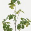 Artificial Plant 35*35*112cm Foliage single stem GS-51622011-G2 Leaves&Sprays&Foliages YeahFlower is one of Chinese leading OEM manufacturers and exporters , supplying the silk flowers, wholesale artificial trees