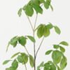 Artificial Plant 35*35*112cm Foliage single stem GS-51622011 Leaves&Sprays&Foliages YeahFlower is one of Chinese leading OEM manufacturers and exporters , supplying the silk flowers, wholesale artificial trees