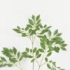Artificial Plant 40*40*108cm Foliage single stem GS-51622012 Leaves&Sprays&Foliages YeahFlower is one of Chinese leading OEM manufacturers and exporters , supplying the silk flowers, wholesale artificial trees