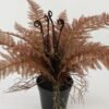 Artificial Table Plants 70*70*34cm Fern in PP pot GS-03322115 Potted Flowers&Plants YeahFlower is one of Chinese leading OEM manufacturers and exporters , supplying the silk flowers, wholesale artificial trees