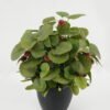 Artificial Table Plants GS-03322117_4 Artificial Table Plants GS-03322117 Potted Flowers&Plants YeahFlower is one of Chinese leading OEM manufacturers and exporters , supplying the silk flowers, wholesale artificial trees