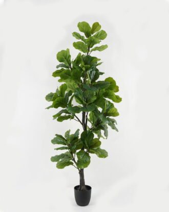 Artificial Tree 75*60*180cm Ficus lyata tree *13 in PP pot GS-30422061 Tree&Plant YeahFlower is one of Chinese leading OEM manufacturers and exporters , supplying the silk flowers, wholesale artificial trees Artificial Tree 75*60*180cm Ficus lyata tree *13 in PP pot GS-30422061 Tree&Plant YeahFlower is one of Chinese leading OEM manufacturers and exporters , supplying the silk flowers, wholesale artificial trees