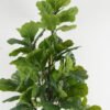 Artificial Tree 75*60*180cm Ficus lyata tree *13 in PP pot GS-30422061 Tree&Plant YeahFlower is one of Chinese leading OEM manufacturers and exporters , supplying the silk flowers, wholesale artificial trees