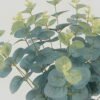 Artificial Flower 3D Print Eucalyptus 16 single stem GS-17722055_2 Artificial Flower 27*27*48cm 3D Print Eucalyptus *16 single stem GS-17722055 Flowers Bush YeahFlower is one of Chinese leading OEM manufacturers and exporters , supplying the silk flowers, wholesale artificial trees