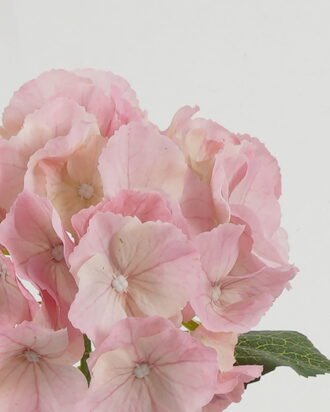 Artificial Flower 18*18*45cm Hydrangea single stem GS-68622003 Single Flowers YeahFlower is one of Chinese leading OEM manufacturers and exporters , supplying the silk flowers, wholesale artificial trees