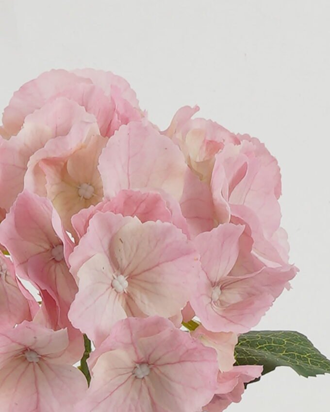 Artificial Flower Hydrangea single stem GS-68622003_2 Artificial Flower 18*18*45cm Hydrangea single stem GS-68622003 Single Flowers 3,000+ sqm showroom with thousands of artificial flowers, plants & trees ready for global sourcing.