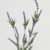 Artificial Flower Lavender 3 single stem GS-07022003_1 Artificial Flower 11*11*60cm Lavender *3 single stem GS-07022003 Flowers Bush YeahFlower is one of Chinese leading OEM manufacturers and exporters , supplying the silk flowers, wholesale artificial trees