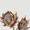 Artificial Flower Protea 2 single stem GS-10622007_2 Artificial Flower 20*20*64cm Protea *2 single stem GS-10622007 Single Flowers YeahFlower is one of Chinese leading OEM manufacturers and exporters , supplying the silk flowers, wholesale artificial trees