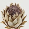 Artificial Flower Protea single stem GS-10622008_2 Artificial Flower 19*19*60cm Protea single stem GS-10622008 Single Flowers YeahFlower is one of Chinese leading OEM manufacturers and exporters , supplying the silk flowers, wholesale artificial trees
