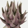 Artificial Flower 18*18*53cmProtea single stem GS-10622009 Single Flowers YeahFlower is one of Chinese leading OEM manufacturers and exporters , supplying the silk flowers, wholesale artificial trees