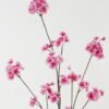Artificial Flower Sakura single stem GS-53622018-R4_5 Artificial Flower 48*48*126cm Sakura single stem GS-53622018-R4 Single Flowers YeahFlower is one of Chinese leading OEM manufacturers and exporters , supplying the silk flowers, wholesale artificial trees