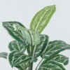 Artificial Plant 36*36*44cm Leaf *12 bush GS-29822042SD Leaves&Sprays&Foliages YeahFlower is one of Chinese leading OEM manufacturers and exporters , supplying the silk flowers, wholesale artificial trees
