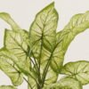 Artificial Plant 34*34*38cm Leaf *12 bush GS-29822043SD Leaves&Sprays&Foliages YeahFlower is one of Chinese leading OEM manufacturers and exporters , supplying the silk flowers, wholesale artificial trees