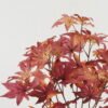 Artificial Plant 40*40*50cm Maple Leaf *4 bush GS-65722019CONTI-Z1 Leaves&Sprays&Foliages YeahFlower is one of Chinese leading OEM manufacturers and exporters , supplying the silk flowers, wholesale artificial trees