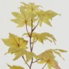 Artificial Plant 18*18*64cm Maple Leaf single stem GS-65722018CONTI-G1 Leaves&Sprays&Foliages YeahFlower is one of Chinese leading OEM manufacturers and exporters , supplying the silk flowers, wholesale artificial trees