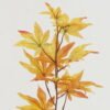 Artificial Plant Maple Leaf single stem GS-65722018CONTI_2 Artificial Plant 18*18*64cm Maple Leaf single stem GS-65722018CONTI Leaves&Sprays&Foliages YeahFlower is one of Chinese leading OEM manufacturers and exporters , supplying the silk flowers, wholesale artificial trees