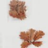 Artificial Plant 16*18cm Oak leaf in PP bags GS-65722016CONTI-G1 Leaves&Sprays&Foliages YeahFlower is one of Chinese leading OEM manufacturers and exporters , supplying the silk flowers, wholesale artificial trees