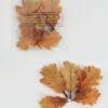 Artificial Plant 16*18cm Oak leaf in PP bags GS-65722016CONTI-Y1 Leaves&Sprays&Foliages YeahFlower is one of Chinese leading OEM manufacturers and exporters , supplying the silk flowers, wholesale artificial trees