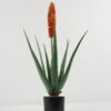 Artificial Table Plants 44*44*84cm Aloe in PP pot GS-59522112 Potted Flowers&Plants YeahFlower is one of Chinese leading OEM manufacturers and exporters , supplying the silk flowers, wholesale artificial trees