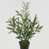 Artificial Table Plants 32*32*57cm Olive *14 in PP pot GS-16822099 Potted Flowers&Plants YeahFlower is one of Chinese leading OEM manufacturers and exporters , supplying the silk flowers, wholesale artificial trees