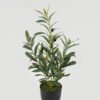 Artificial Table Plants Olive 7 in PP pot GS-16822097 Artificial Table Plants 27*27*50cm Olive *7 in PP pot GS-16822097 Potted Flowers&Plants YeahFlower is one of Chinese leading OEM manufacturers and exporters , supplying the silk flowers, wholesale artificial trees
