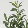 Artificial Table Plants Olive 7 in PP pot GS-16822097_1 Artificial Table Plants 27*27*50cm Olive *7 in PP pot GS-16822097 Potted Flowers&Plants YeahFlower is one of Chinese leading OEM manufacturers and exporters , supplying the silk flowers, wholesale artificial trees
