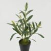 Artificial Table Plants 25*25*35cm Olive *7 in PP pot GS-16822101 Potted Flowers&Plants YeahFlower is one of Chinese leading OEM manufacturers and exporters , supplying the silk flowers, wholesale artificial trees